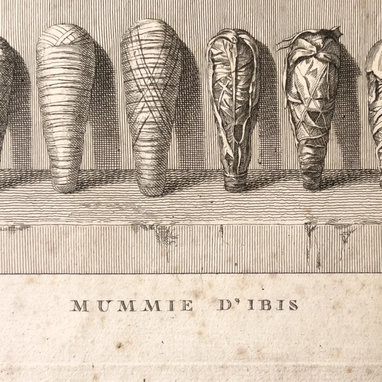 Egyptian ibis mummies, antique copperplate engraving